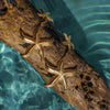 Gold starfish-shaped earrings on a piece of driftwood with water in the background